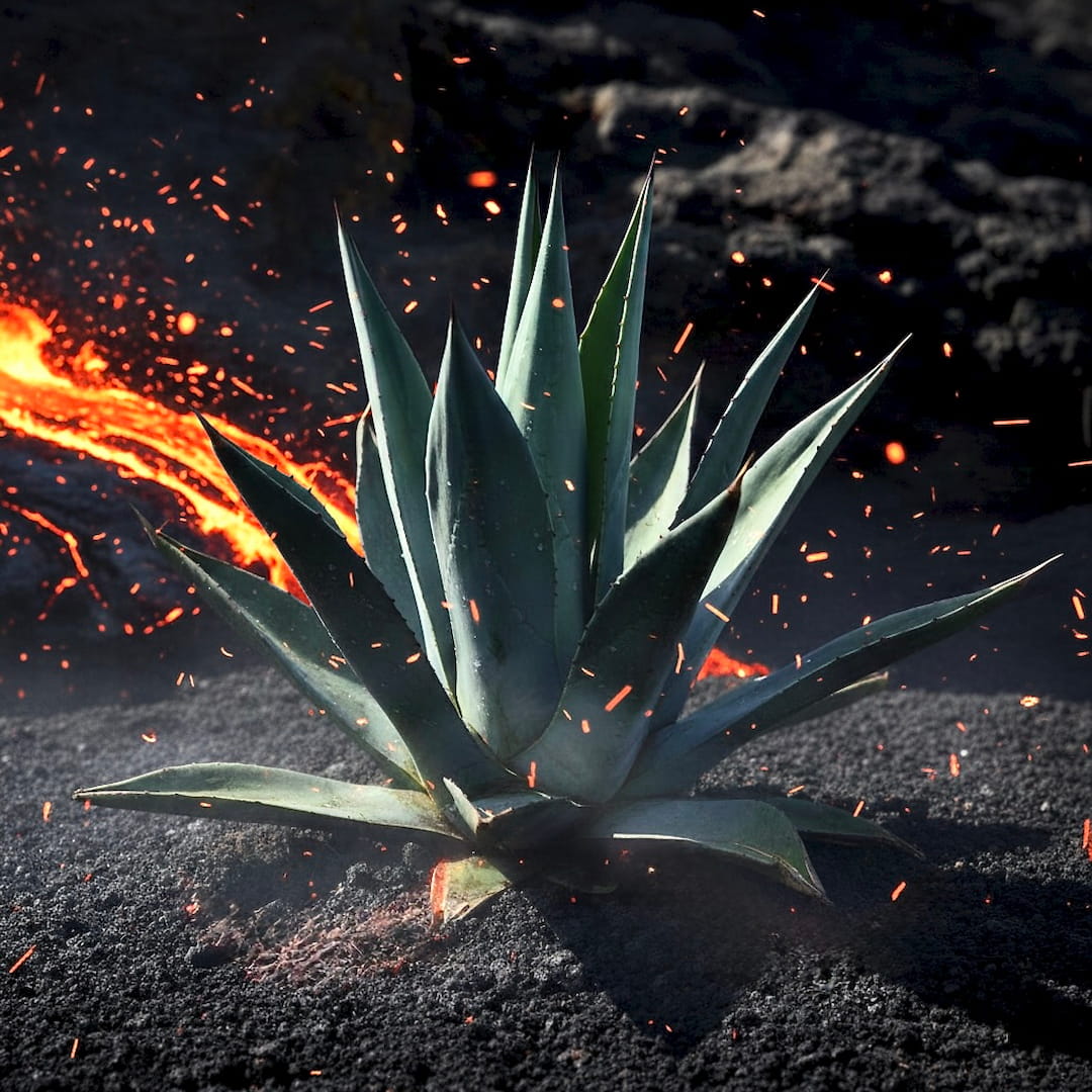 Blue agave plant growing in volcanic soil, symbolizing powerful hydration and resilience in Opuola under-eye patches